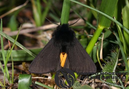 Phragmatobia luctifera3