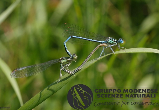 Platycnemis pennipes mating