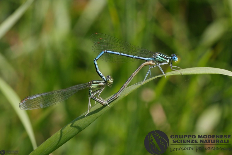 Platycnemis pennipes mating.jpg