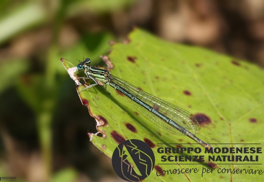 Platycnemis pennipes3