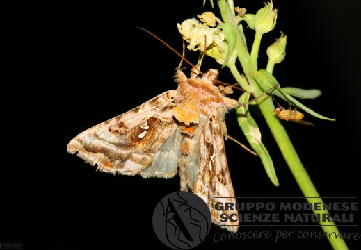 Plu Autographa pulcrina