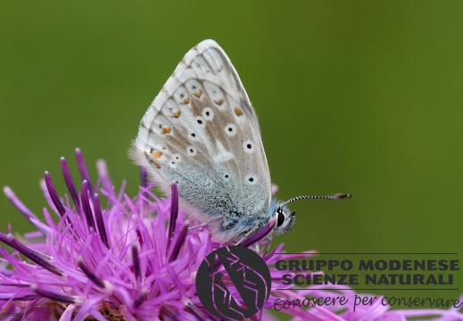 Polyommatus corydon