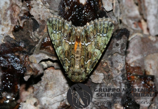 Polyphaenis sericata