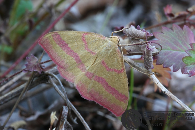 Rhodostrophia calabra2.JPG