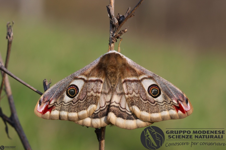 Saturnia pavoniella female5.JPG