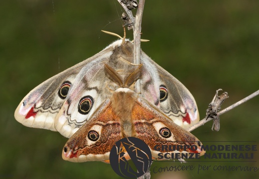 Saturnia pavoniella mating3