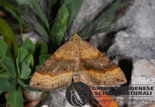 Scotopteryx chenopodiata