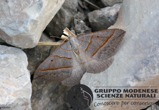 Scotopteryx luridata