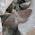 Scotopteryx luridata.JPG