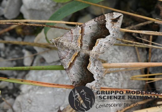 Scotopteryx moeniata