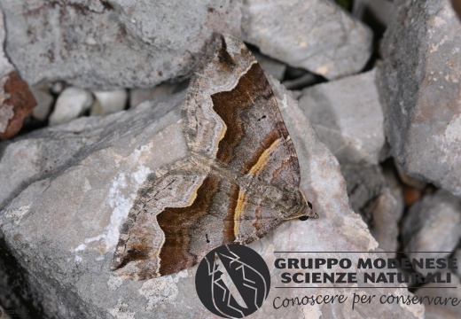 Scotopteryx moeniata2