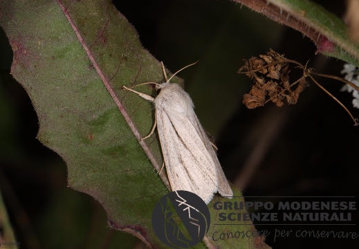 Simyra albovenosa