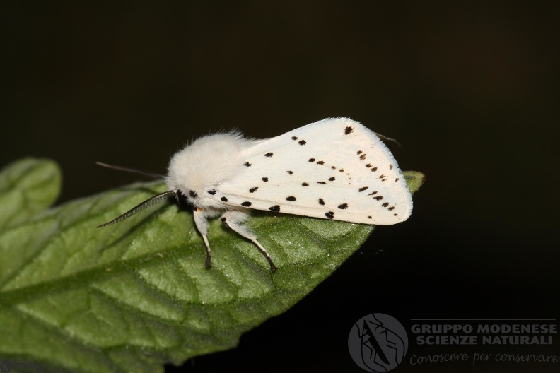 Spilosoma lubricipedum3.JPG