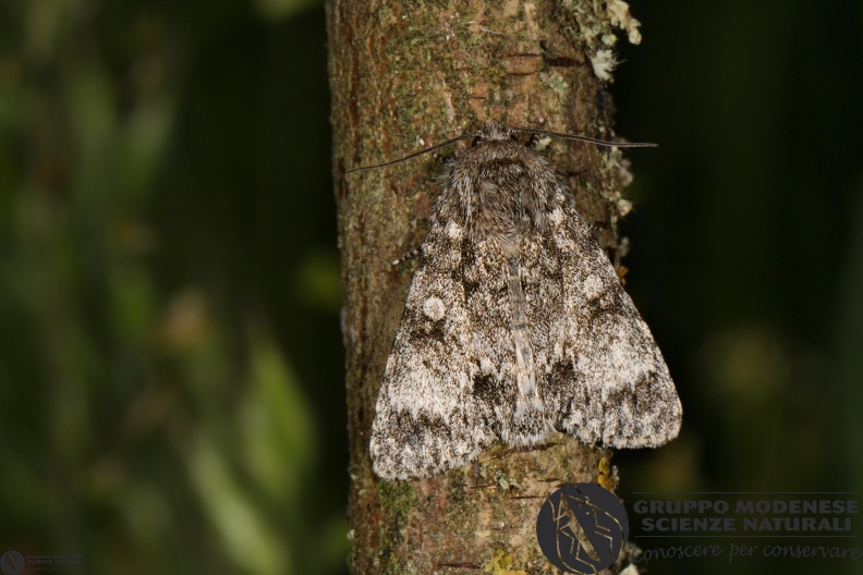 Subacronicta megacephala.JPG