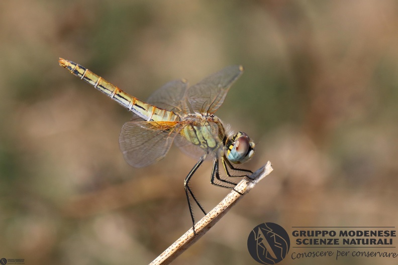 Sympetrum foscolombii female2.JPG