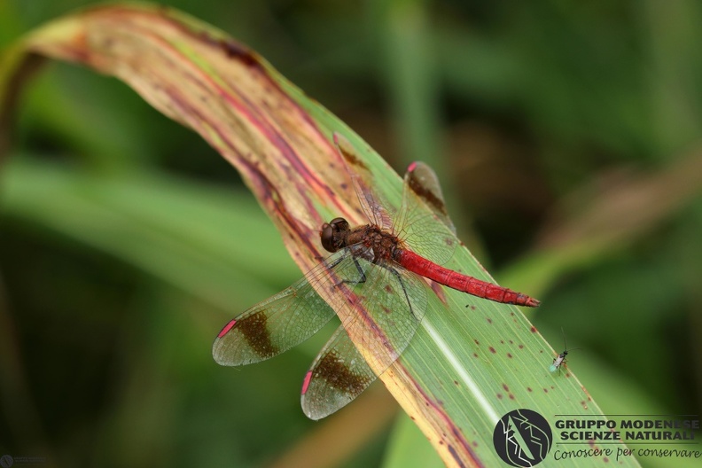 Sympetrum pedemontanum2.JPG