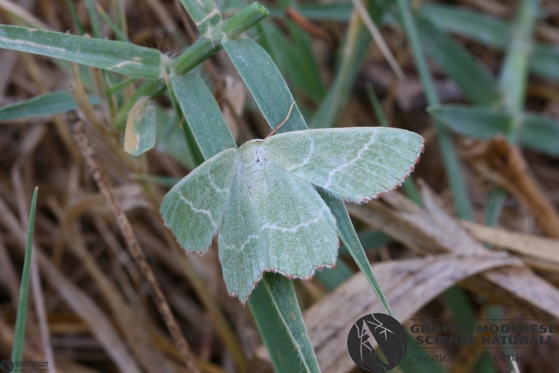 Tholera fimbrialis2.JPG