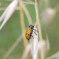 Lachnaia (Lachnaia) italica italica (Weise, 1882)