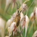 Agapanthia (Epoptes) sicula malmerendii Sama, 1981