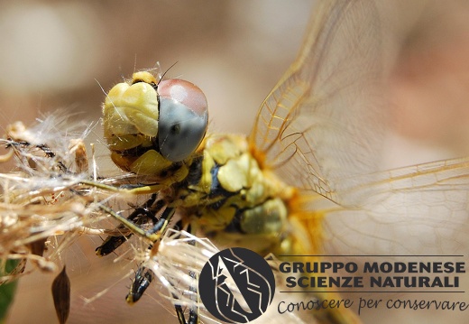 Sympetrum fonscolombii (Selys, 1840)