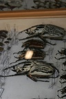 Insetti in Mostra