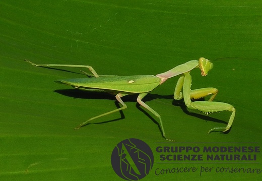 Mantis religiosa