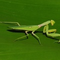 Mantis religiosa