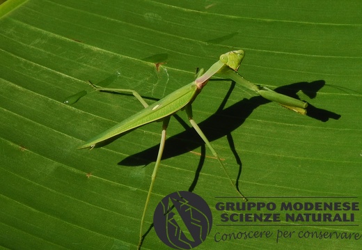 Mantis religiosa