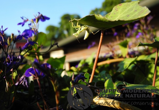 Mantis religiosa