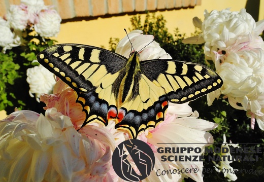 Papilio machaon