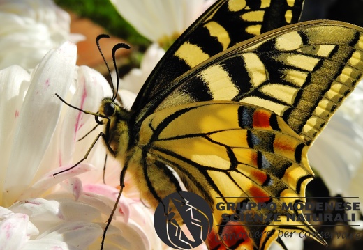 Papilio machaon