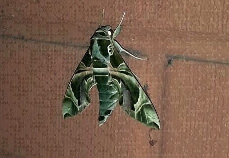 Daphnis nerii