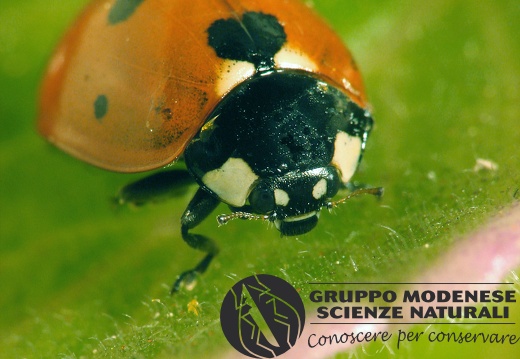 Coccinella septempunctata