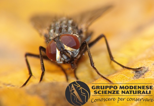 Musca domestica