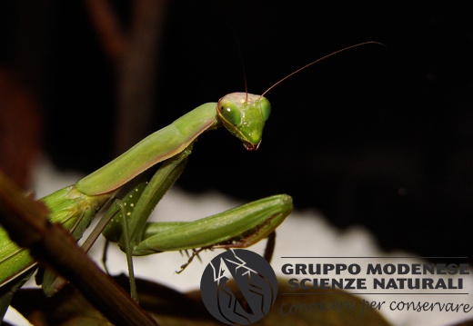 Mantis religiosa