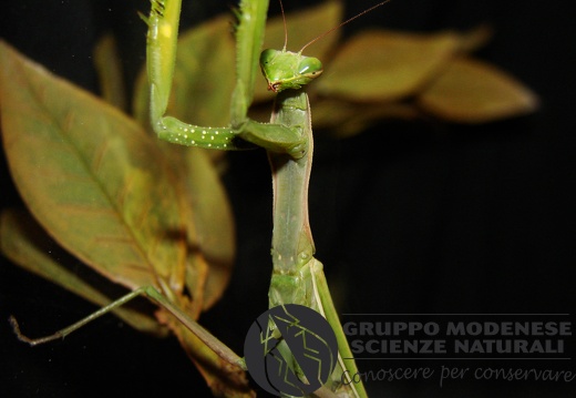 Mantis religiosa