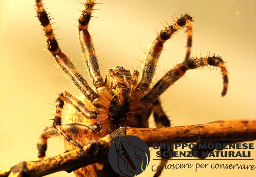 Araneus diadematus