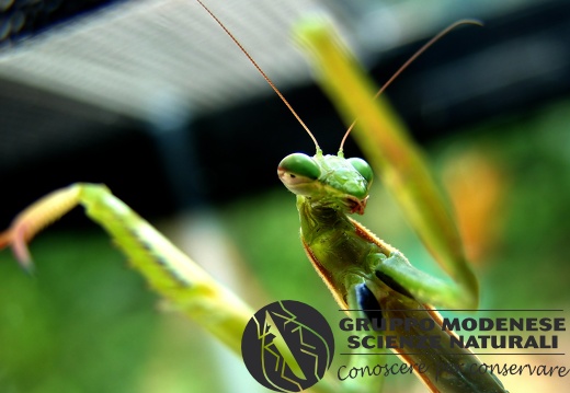 Mantis religiosa