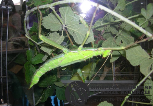 Entomodena 2014