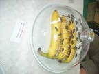 DSCN5333