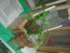 DSCN5340