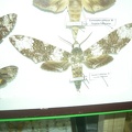 DSCN5343