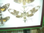 DSCN5343
