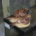 DSCN5344