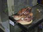 DSCN5344