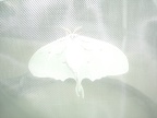 DSCN5346