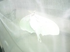 DSCN5347