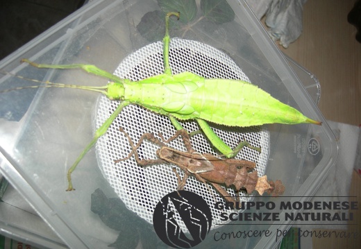 Eteropterys dilatata, muta femmina