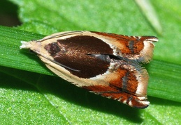 Ancylis badiana