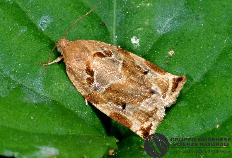 ORDINE: LEPIDOPTERA
FAMIGLIA: TORTRICIDAE
NOME SCIENTIFICO: Archips Xylosteanus
DATA E LOCALITÁ: 30/06/2012 , Cisana , Toano , RE
COMMENTO: GMEDN0026.jpg